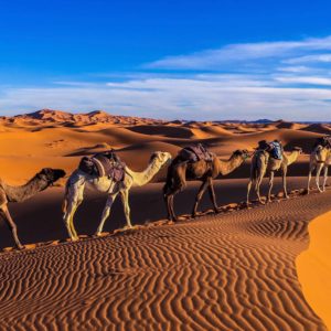 Photo de la caravane qui passe dans le désert